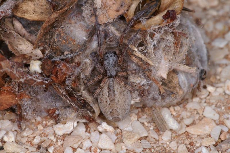 Phryganoporus_canididus_D3612_Z_86_Hamelin pool_Australie.jpg